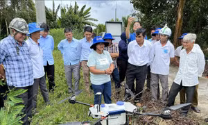 Ứng dụng số giúp nông dân làm giàu từ 'cánh đồng thông minh'