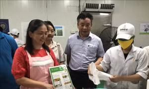Hải Dương chuyển giao công nghệ lên men, bảo quản quả vải