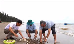 Bảo vệ nghêu nuôi trước diễn biến môi trường bất lợi