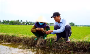 Xâm nhập mặn có thể lấn sâu tại Đồng bằng sông Cửu Long 