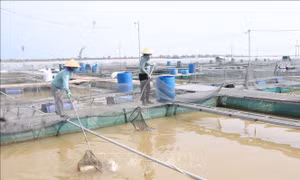 Bắc Ninh gia hạn, giảm thuế cho cá nhân, doanh nghiệp bị tổn thất do bão số 3