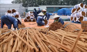Xây dựng hệ sinh thái cho ngành quế - những vấn đề cần lưu ý