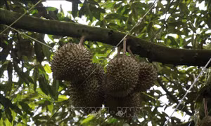 Đắk Lắk: Vào vườn giữa đêm khuya chặt, đẽo cây sầu riêng để trả thù cá nhân