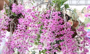 Về Lai Châu ngắm lan rừng khoe sắc