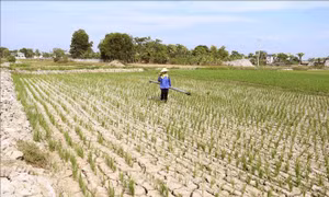 Chủ động ứng phó biến đổi khí hậu ngày càng khắc nghiệt