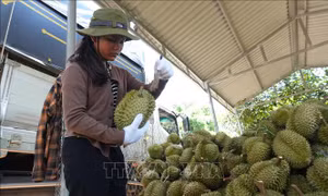 Lâm Đồng: Nhà vườn sầu riêng thấp thỏm vì giá bán giảm sâu