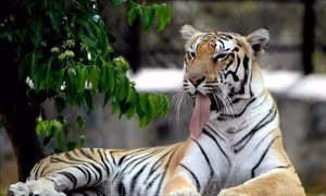Mỹ thu giữ hàng chục con hổ và sư tử của vườn thú 'Tiger King'