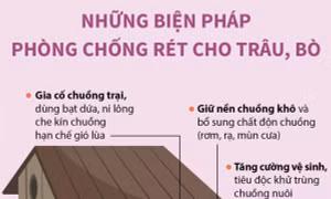 Những biện pháp phòng chống rét cho trâu, bò