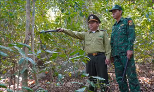Đảo Hòn Khoai sớm chủ động '4 tại chỗ' bảo vệ hơn 500 ha rừng đặc dụng