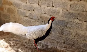 Bảo tồn các loài gà quý hiếm tại Khu bảo tồn thiên nhiên Pù Hu
