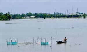 Mực nước trên sông Hậu tại trạm Long Xuyên vẫn còn nguy cơ gây ngập lụt