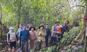 Chuyển đổi quản lý, bảo vệ rừng - Bài 1: Không tạo khoảng trống