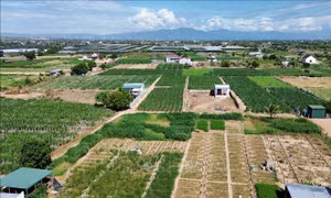 Hỗ trợ giống cây trồng cho tỉnh Ninh Thuận