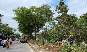 Hà Nội cơ bản giải tỏa cây xanh đổ gãy, đảm bảo giao thông thuận tiện