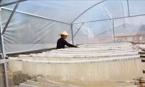 EC siết chặt kiểm tra dư lượng thuốc trừ sâu trong phở, bún từ Việt Nam