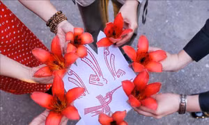 Bác Cổ - Mùa hoa gạo