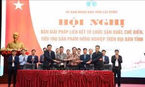 Giải pháp liên kết sản xuất, tiêu thụ sản phẩm nông nghiệp