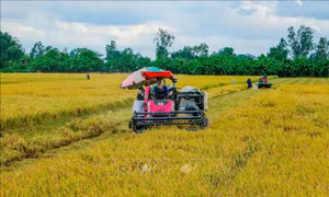 Giải pháp nào gỡ khó cho phát triển hợp tác xã ở Cần Thơ?