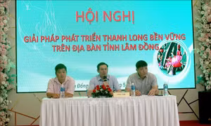 Lâm Đồng: Tìm giải pháp tăng chất lượng thanh long xuất khẩu