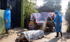 Người chăn nuôi lợn đối mặt với nhiều khó khăn