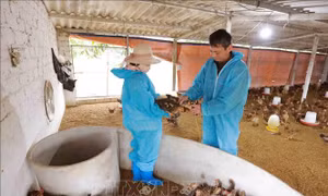 Bộ Y tế yêu cầu giám sát chặt chẽ, phát hiện sớm và xử lý kịp thời các ổ dịch