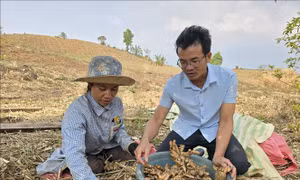 Thay đổi tư duy sản xuất nông nghiệp của đồng bào dân tộc thiểu số