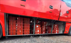 Phát hiện vụ vận chuyển 676 con rắn hổ mang trên xe khách
