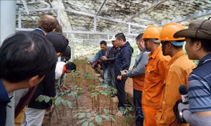 Hình thành trung tâm công nghiệp dược liệu tại tỉnh Quảng Nam với sâm Ngọc Linh là cây chủ lực