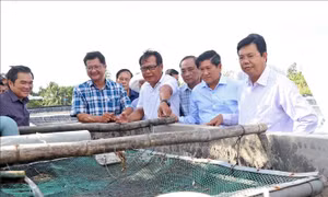 Khuyến khích phát triển các mô hình nuôi tôm thân thiện môi trường