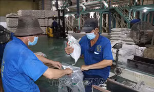 Chiến lược tái cấu trúc cho gạo Việt trong năm 2026