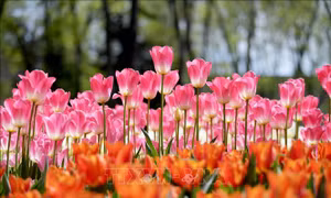 Đắm chìm trong 'biển hoa' tại Lễ hội hoa tulip Istanbul 
