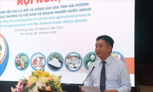 Mở rộng thị trường xuất khẩu cà rốt và nông sản chủ lực