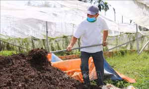 Xây dựng hơn 100 mô hình sản xuất nông nghiệp sạch, hữu cơ