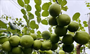 Tăng hiệu quả kinh tế cho sản phẩm táo Ninh Thuận