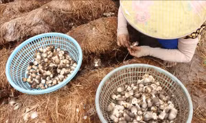 Từ phế phẩm bỏ đi đến ngành nông nghiệp xanh