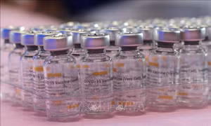 Indonesia tiếp nhận thêm 8 triệu liều vaccine Sinovac