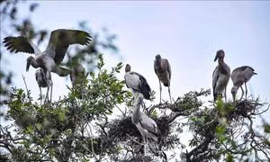 WWF: Việt Nam là một trong những quốc gia đi đầu về bảo tồn đa dạng sinh học 