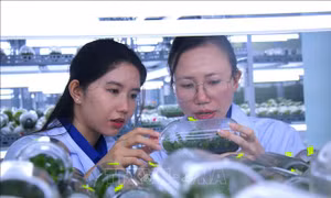 Nửa thế kỷ kiến tạo nền nông nghiệp công nghệ cao - Bài cuối: Kiến tạo trung tâm đổi mới sáng tạo nông nghiệp