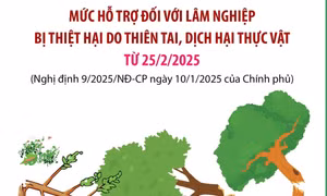 Mức hỗ trợ đối với lâm nghiệp bị thiệt hại do thiên tai, dịch hại thực vật từ 25/2/2025