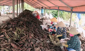Những lưu ý khi xuất khẩu khoai lang sang Trung Quốc