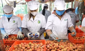 Vải thiều Thanh Hà nâng tầm nhờ khai thác đa giá trị và tiêu thụ đa kênh