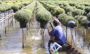 Giá hoa xuống thấp, thời tiết bất lợi khiến nhiều nhà vườn thất thu