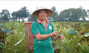 Đồng Tháp kể câu chuyện tăng giá trị cho cây sen