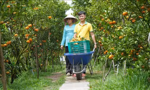 Quýt hồng Lai Vung vào mùa Tết, nhà vườn kỳ vọng giá cao