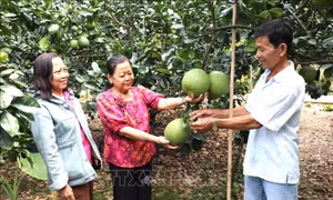 Giảm chi phí, tăng giá trị, sản xuất hữu cơ trở thành xu hướng