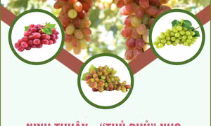 Ninh Thuận - 'thủ phủ' nho của cả nước