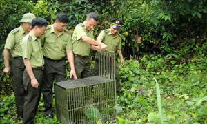 Thả 10 con khỉ về Vườn quốc gia Bái Tử Long