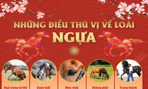 Những điều thú vị về loài ngựa