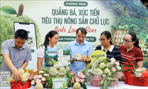 Đa dạng hình thức quảng bá và tiêu thụ đặc sản na núi đá Lạng Sơn