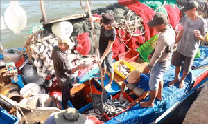 Thủ tướng Chính phủ chấn chỉnh công tác cấp giấy xác nhận nguyên liệu thủy sản khai thác
